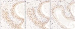 USF2 Antibody, Novus Biologicals 0.1mg; Unlabeled:Antibodies, Polyclonal